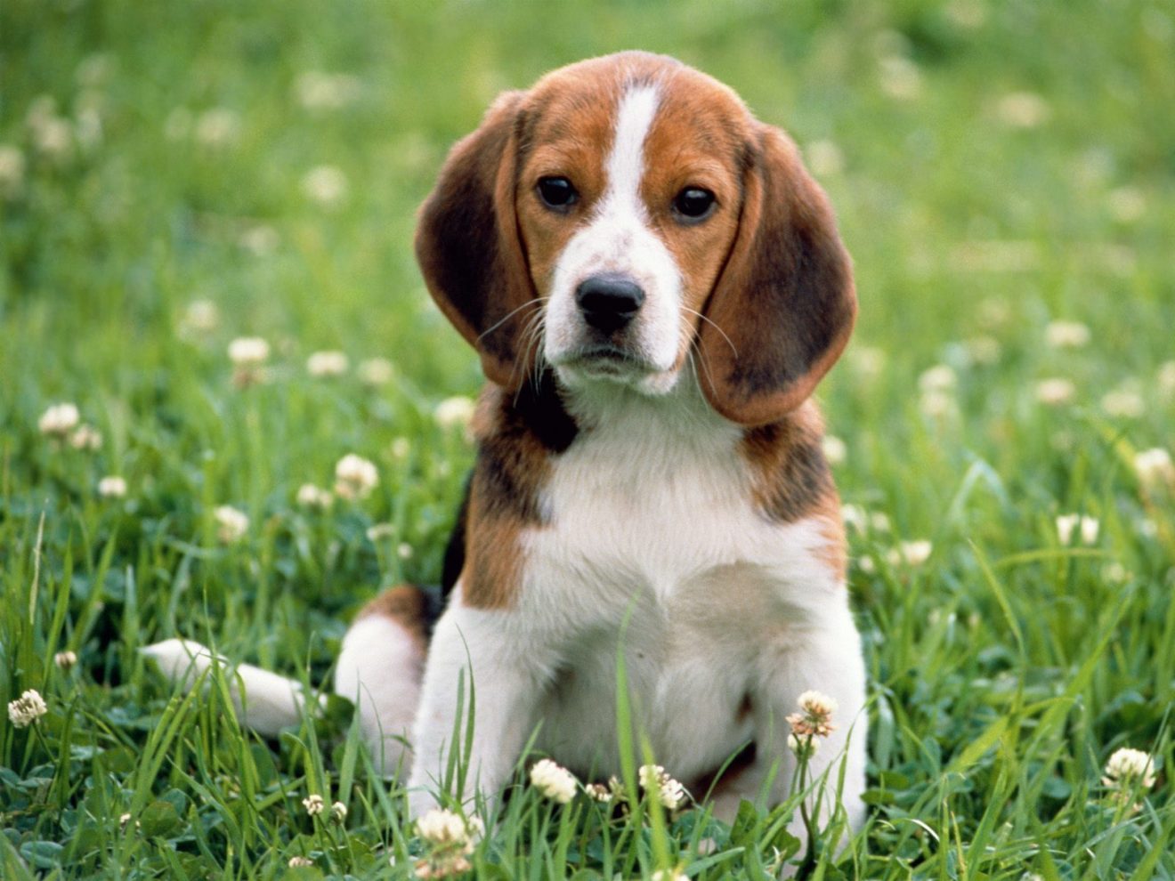 Beagle: Saiba Tudo Sobre A Raça - MelhorAmigo.Dog