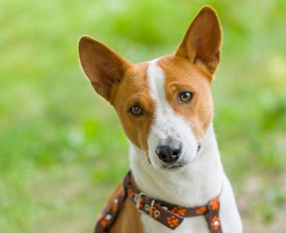 Basenji