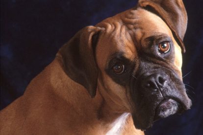Boxer Cachorro