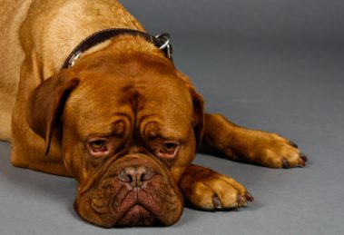 cachorro-com-doença
