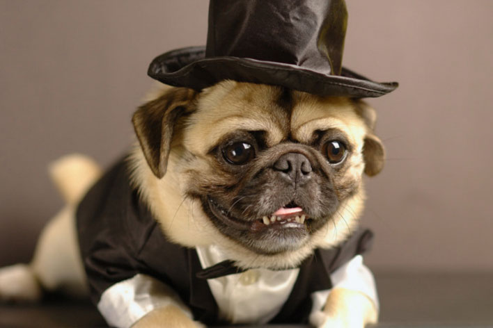 Coisas de pug Clearance