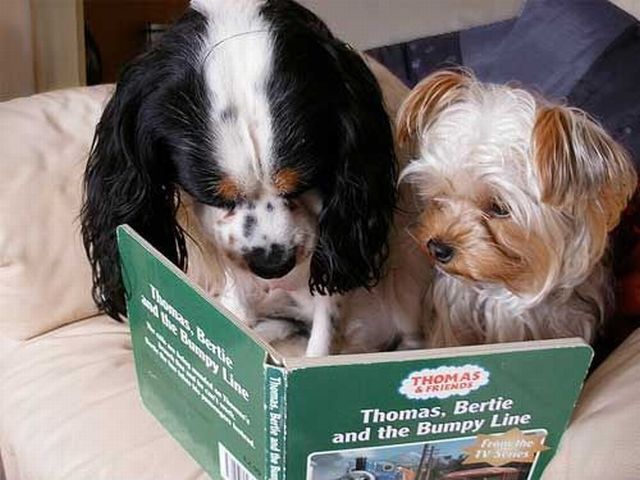 cachorros-com-seus-livros-13