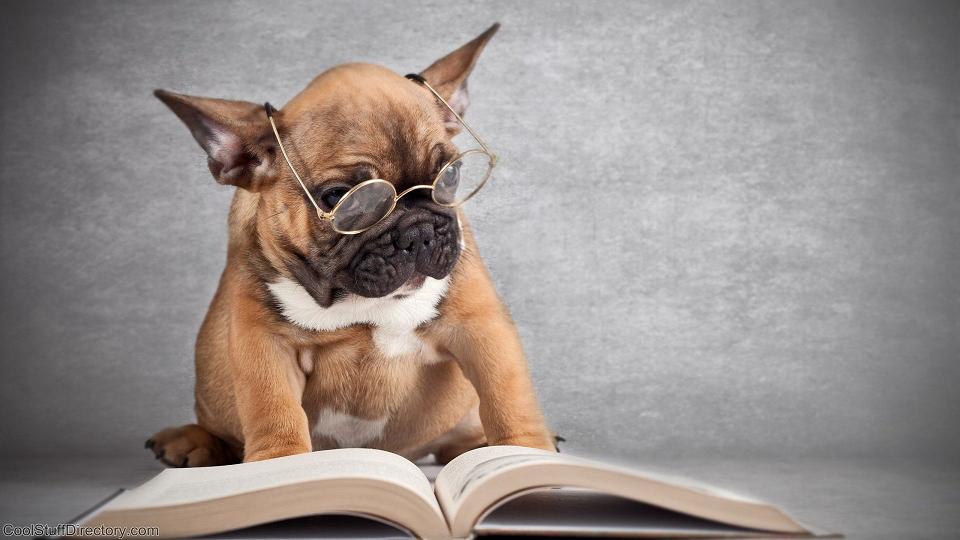 cachorros-com-seus-livros-20