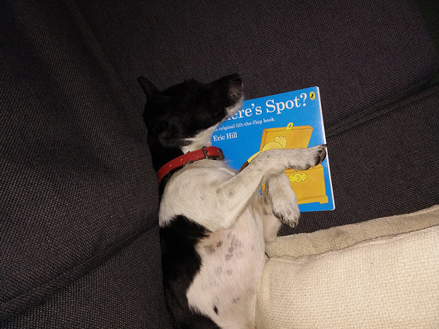 cachorros-com-seus-livros-6
