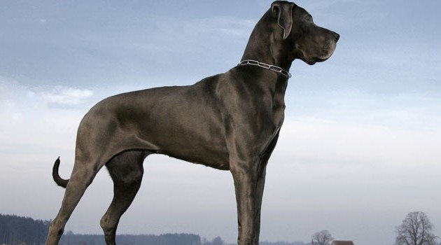 maiores-raças-de-cachorros-do-mundo-2