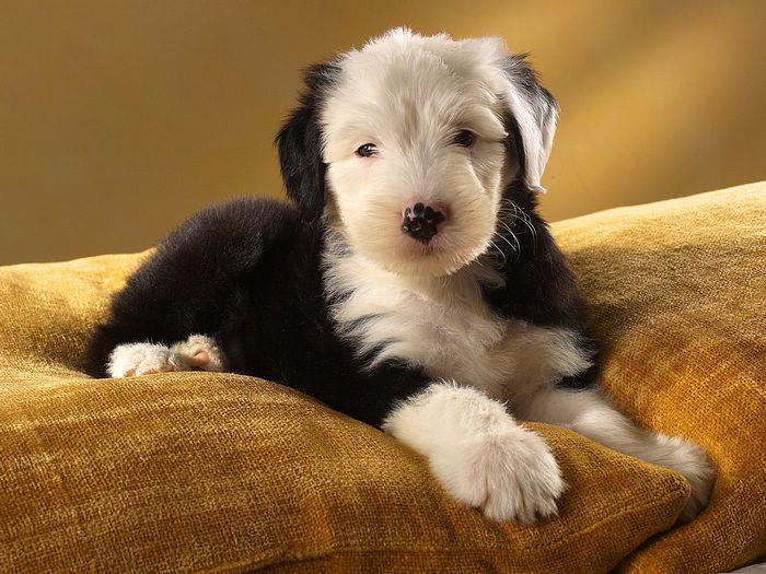 5 fatos sobre cachorros Old English Sheepdog - SERTÃO ALERTA