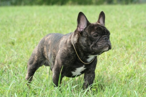 Cachorro com problemas respiratórios Outlet