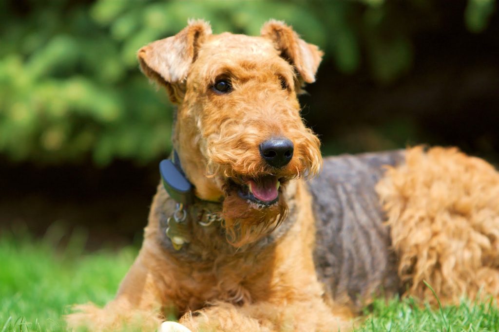 airedale-terrier-3