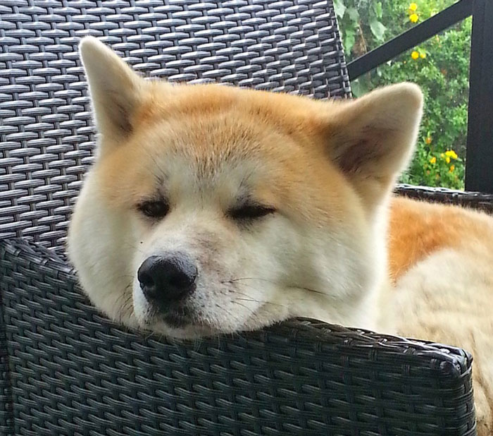 Akita Inu dormindo na cadeira