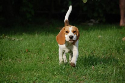 Beagle correndo
