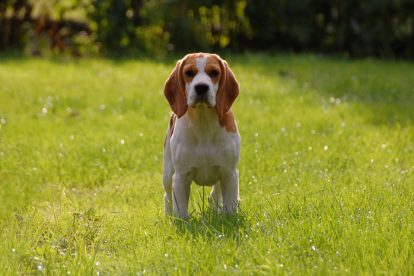 Beagle na grama