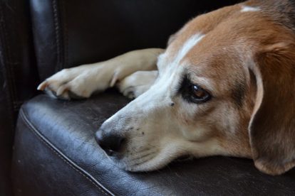 Beagle solitário