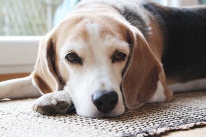 Beagle triste