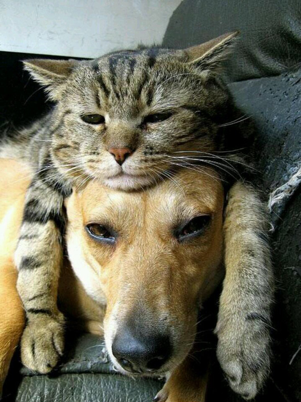 cachorros-e-gatos-podem-ser-melhores-amigos-11