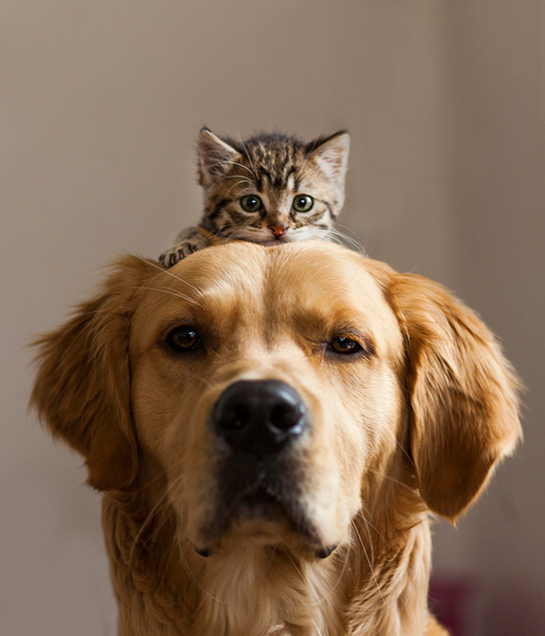 cachorros-e-gatos-podem-ser-melhores-amigos-16