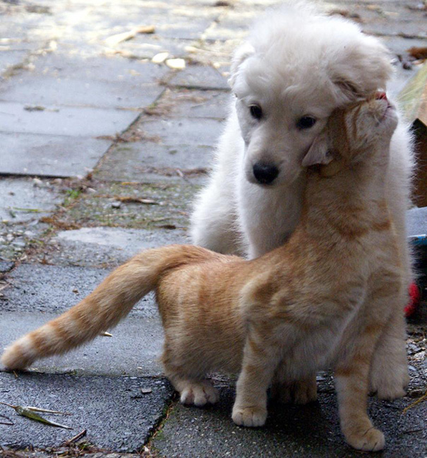 cachorros-e-gatos-podem-ser-melhores-amigos-20
