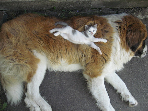 cachorros-e-gatos-podem-ser-melhores-amigos-7