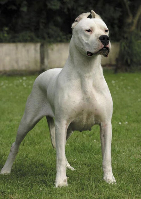 Dogo Argentino fêmea