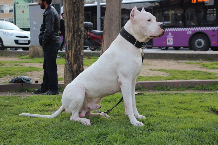 Dogo Argentino cão de guarda