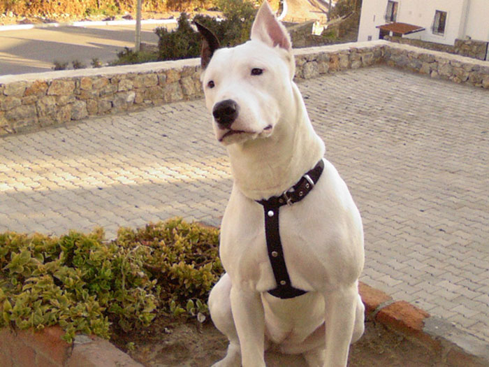 Dogo Argentino peitoral