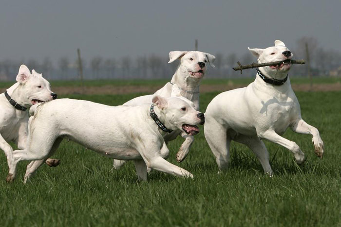 Dogos Argentinos correndo