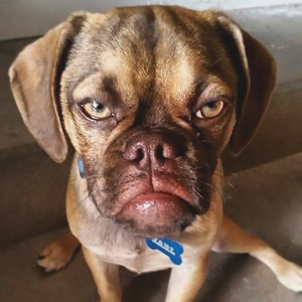 Cachorro Grumpy Dog