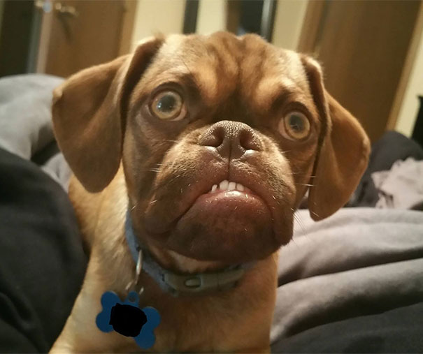Grumpy Dog Earl Puggle