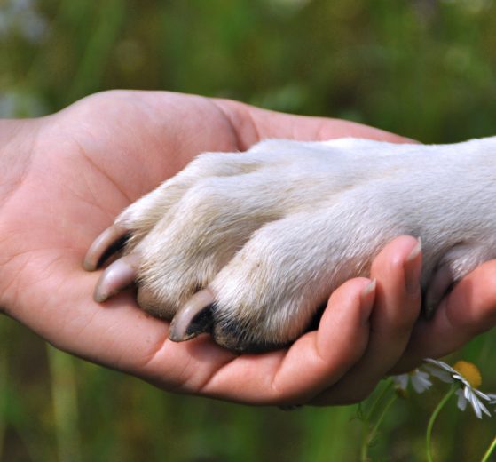 Ongs que ajudam cachorros de rua