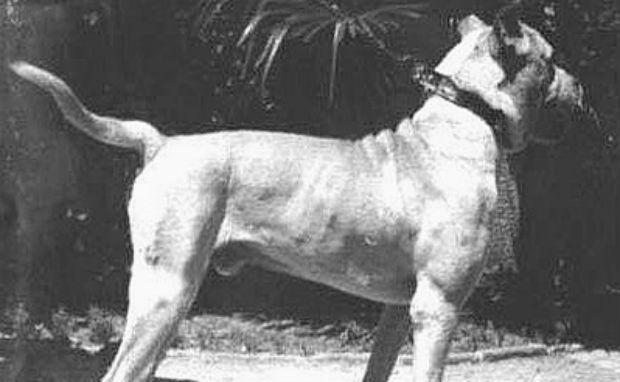 raças-de-cães-extintas-3