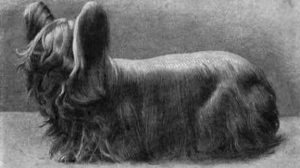 Paisley Terrier cachorros extintos