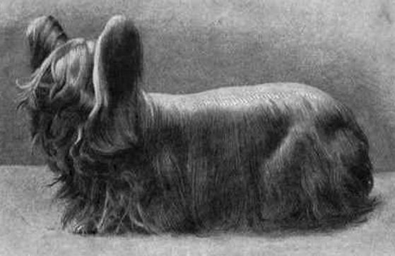 Paisley Terrier cachorros extintos