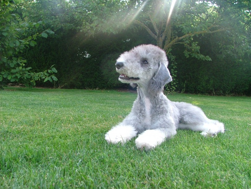 bedlington-terrier-08