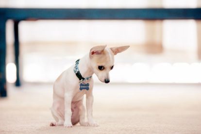 Chihuahua pequeno