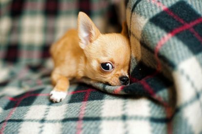 Chihuahua se escondendo
