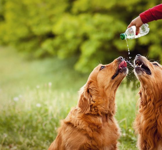 Cuidados com cães no tempo seco