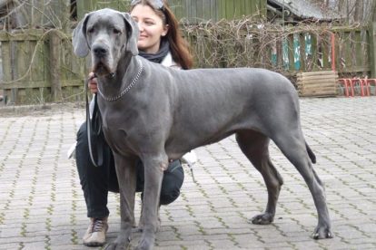 Dogue Alemão azul grande