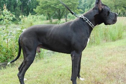 Dogue Alemão preto grande
