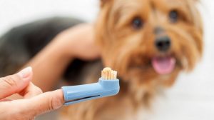 Escovar os dentes do cachorro