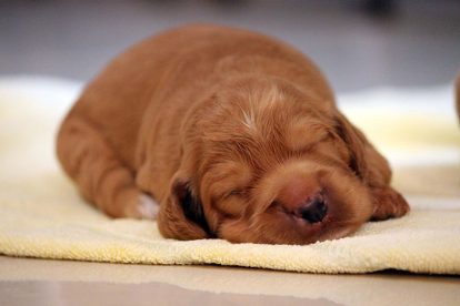 Filhote de cachorro dormindo