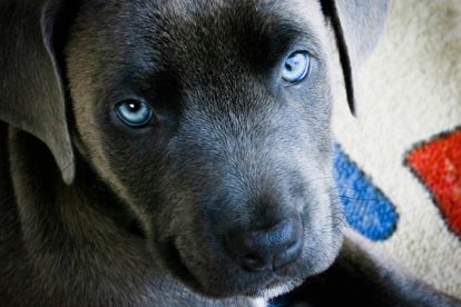 Filhote de cachorro olhos azuis