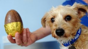 Ovos de Páscoa para cachorros