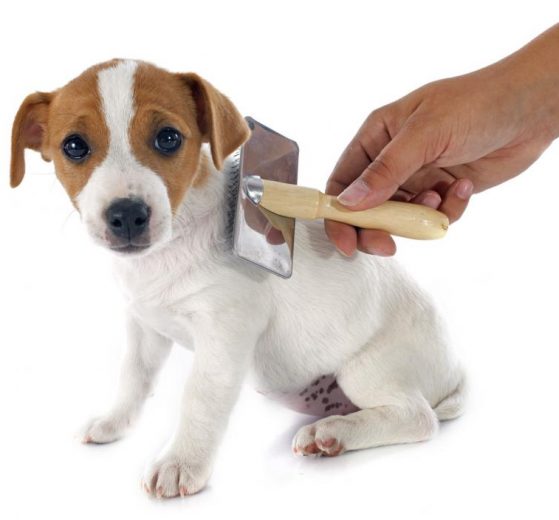 Como escovar os pelos dos cães