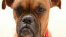 Cachorro Ciumento: Causas, sintomas e tratamento