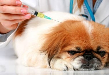 Diabetes Canina: Causas, sintomas e tratamento