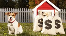Finança canina: Quanto custa ter um cachorro?