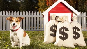 Finança canina: Quanto custa ter um cachorro?