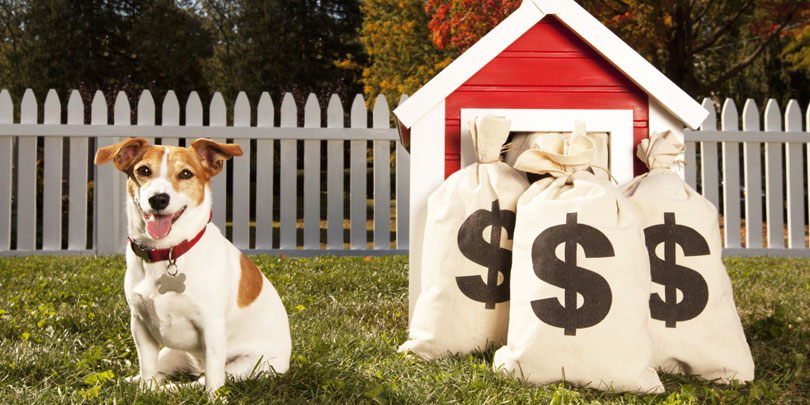 Finança canina: Quanto custa ter um cachorro?