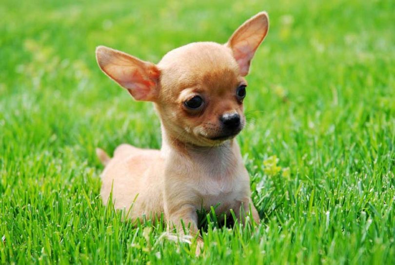 Chihuahua-Puppies