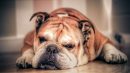Cachorro idoso com mau cheiro: Saiba as causas e soluções
