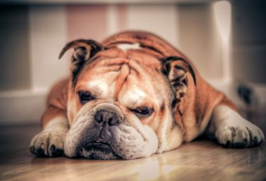 Cachorro idoso com mau cheiro: Saiba as causas e soluções